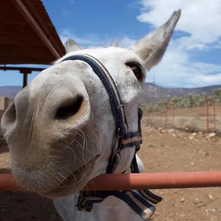 Cardon * Агуимес