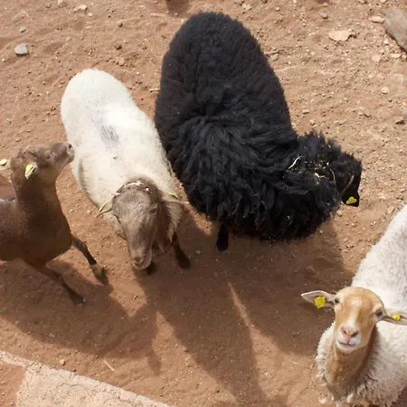 Cardon Дом отдыха Агуимес