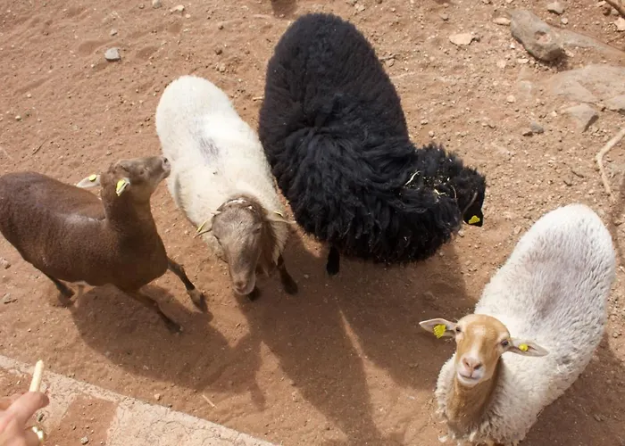 Cardon בית נופש Agüimes